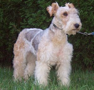 WIREHAIRED FOX TERRIER жесткошерстый WIREHAIRED FOX TERRIER жесткошерстый