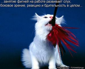 Закон и ваша кошка карантинный Закон и ваша кошка карантинный