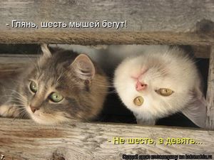 Женатые чаще заводят собак, неженатые — кошек. рубль