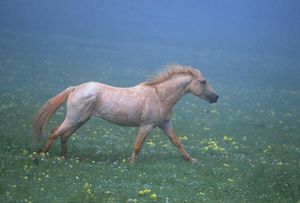 Зубы травоядных животных - ч. 2 питать Зубы травоядных животных - ч. 2 питать