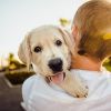 Как сделать жизнь питомца счастливее
